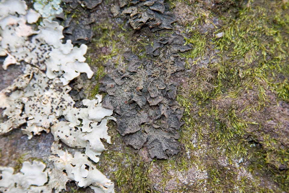 Collema pulcellum image