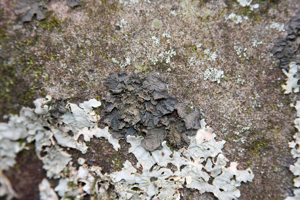 Collema pulcellum image