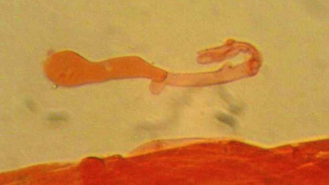 Collybia bakerensis image