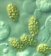 Heimioporus ivoryi image