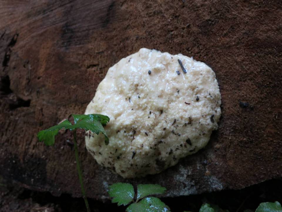Reticularia lycoperdon image