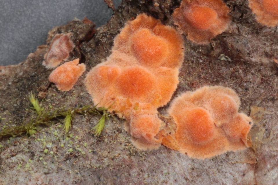 Peniophora aurantiaca image