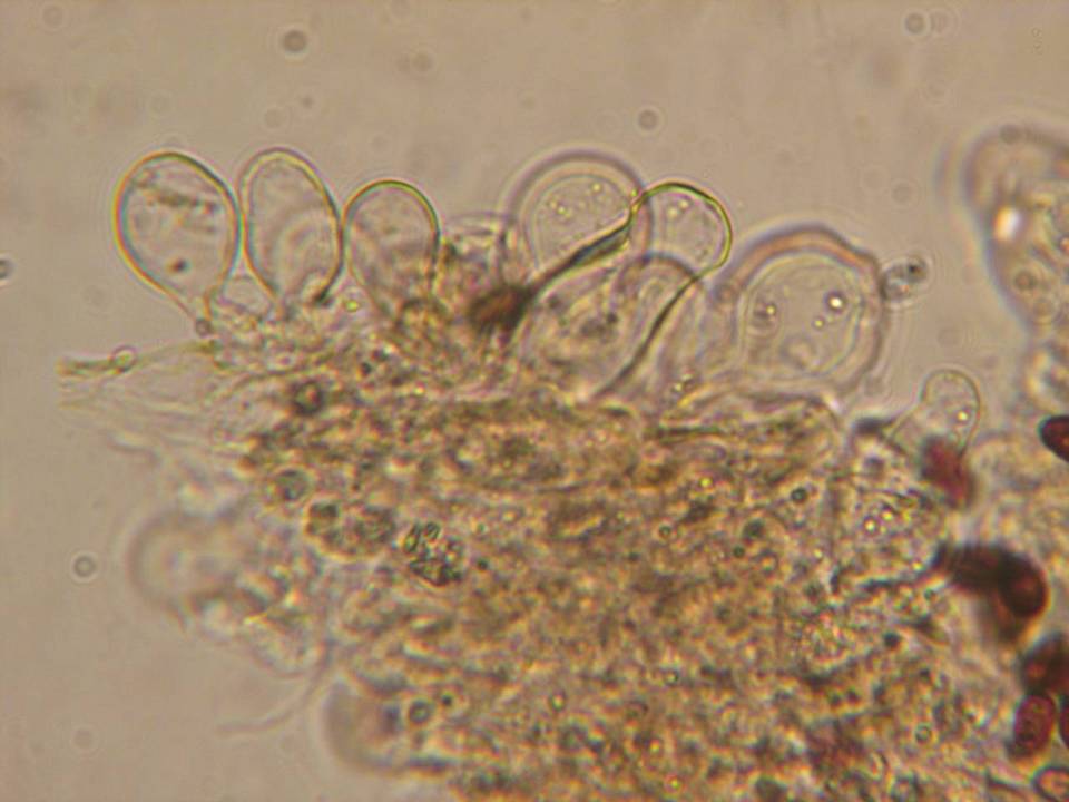 Psathyrella subagraria image