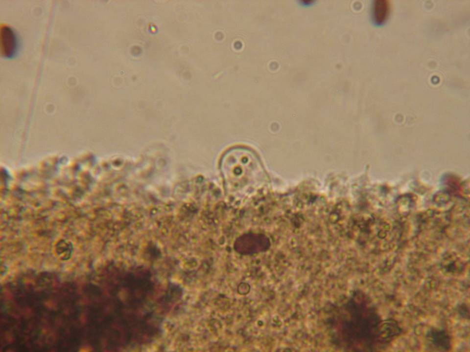 Psathyrella subagraria image