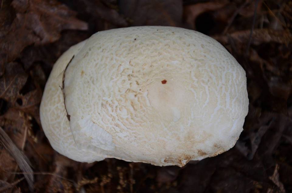 Melanoleuca verrucipes image