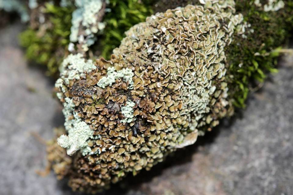 Cladonia robbinsii image