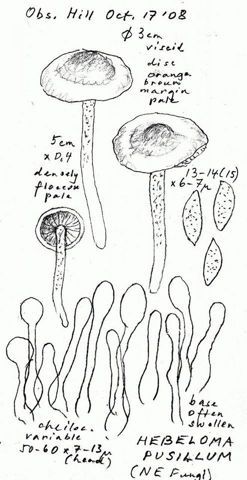 Hebeloma pusillum image