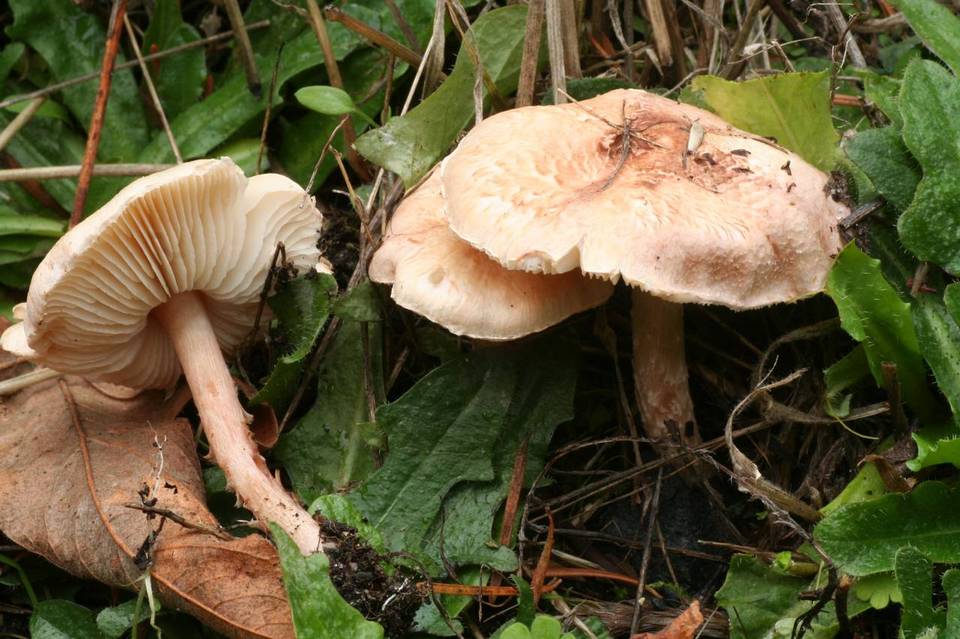 Lepiota josserandii image