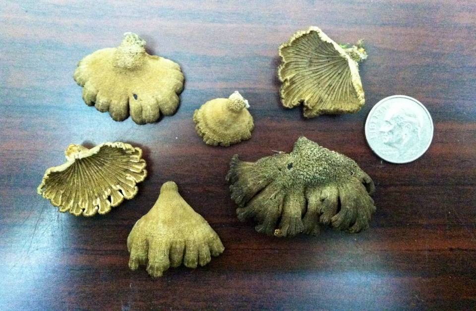 Schizophyllum fasciatum image