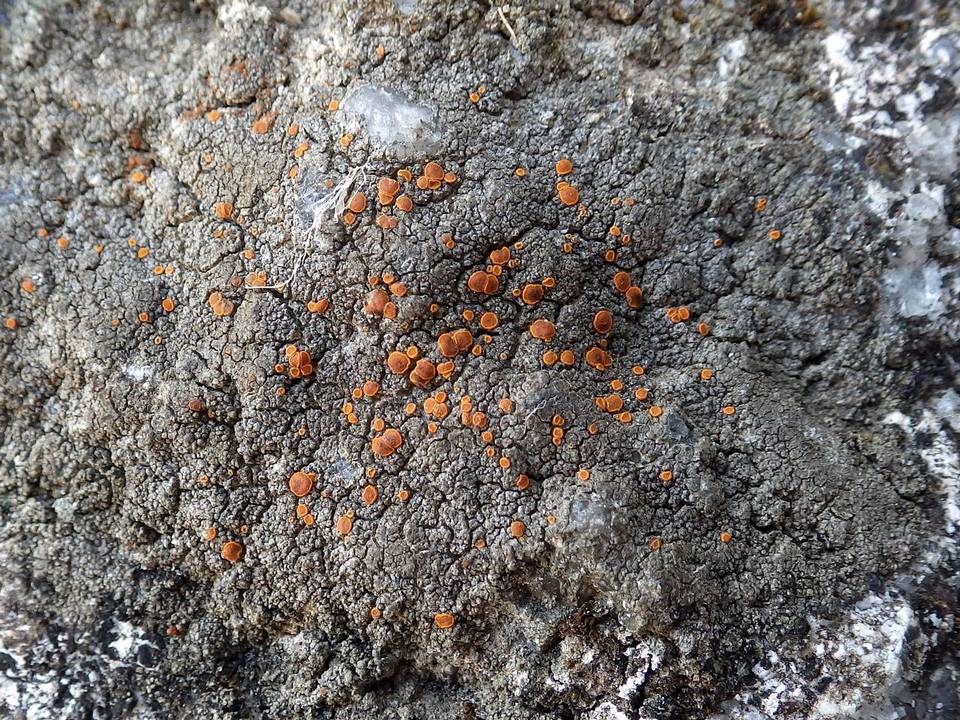 Caloplaca ceracea image