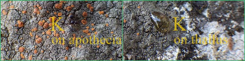 Caloplaca ceracea image