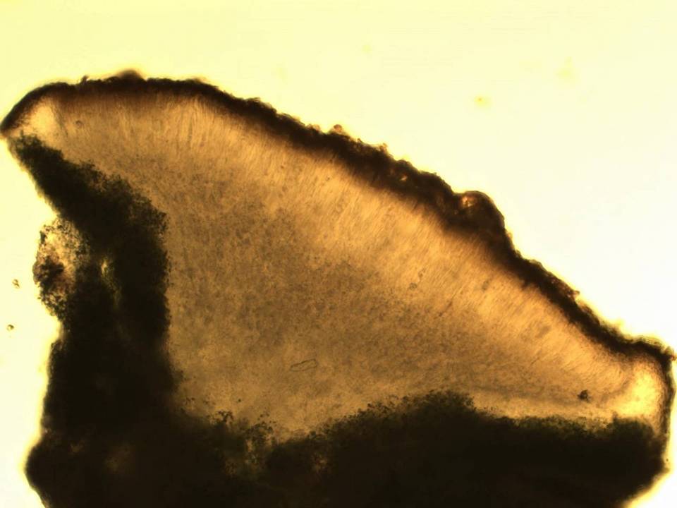 Caloplaca ceracea image