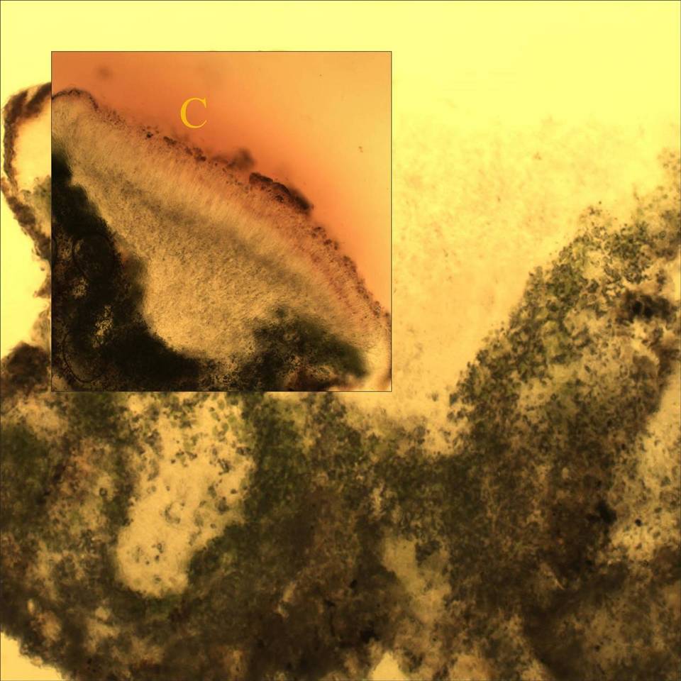 Caloplaca ceracea image