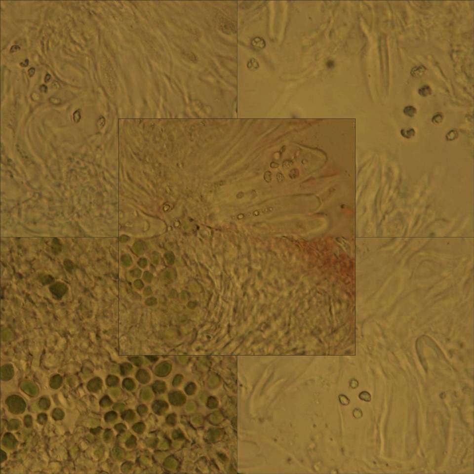 Caloplaca ceracea image