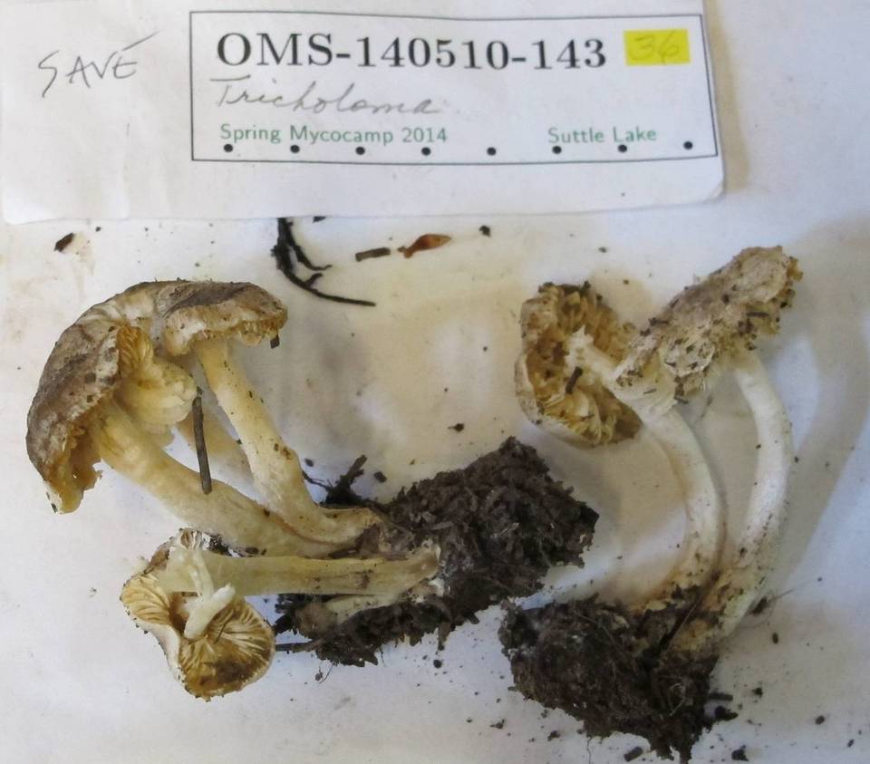 Tricholoma moseri image