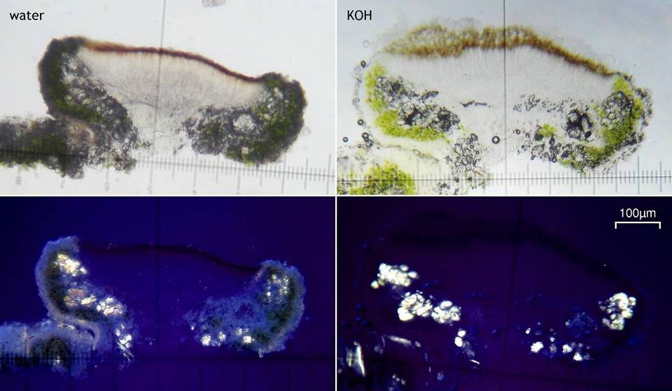 Lecanora subrugosa image