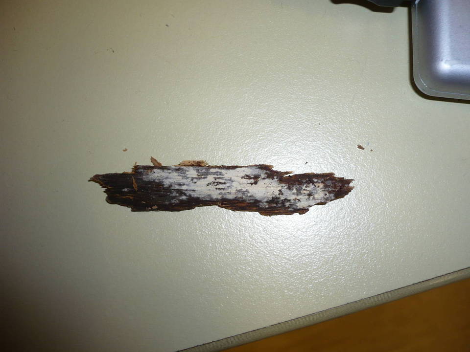 Litschauerella hastata image