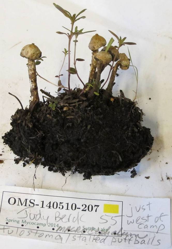 Tulostoma macrocephalum image
