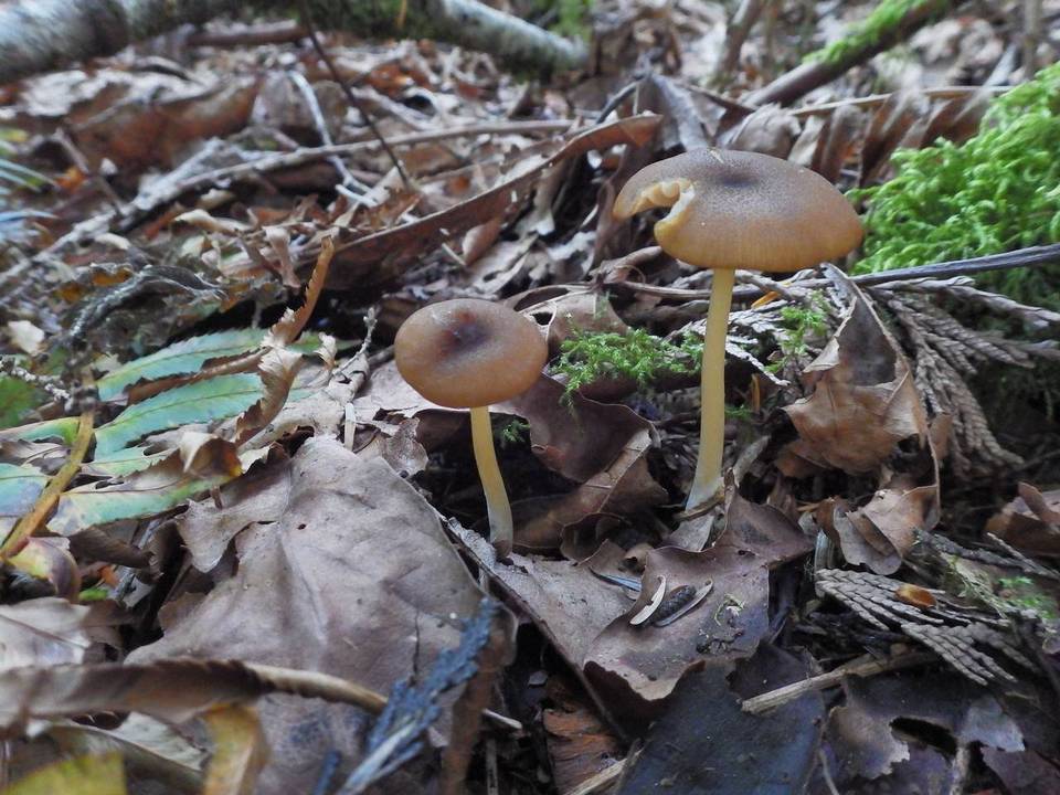Leptonia fuligineomarginata image