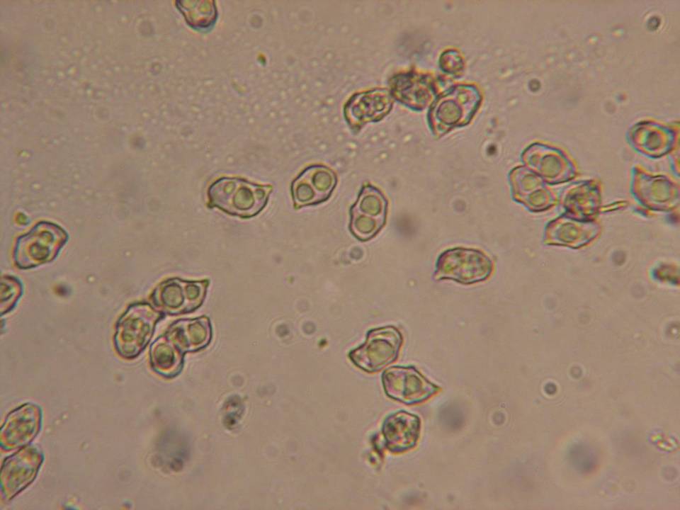 Leptonia fuligineomarginata image