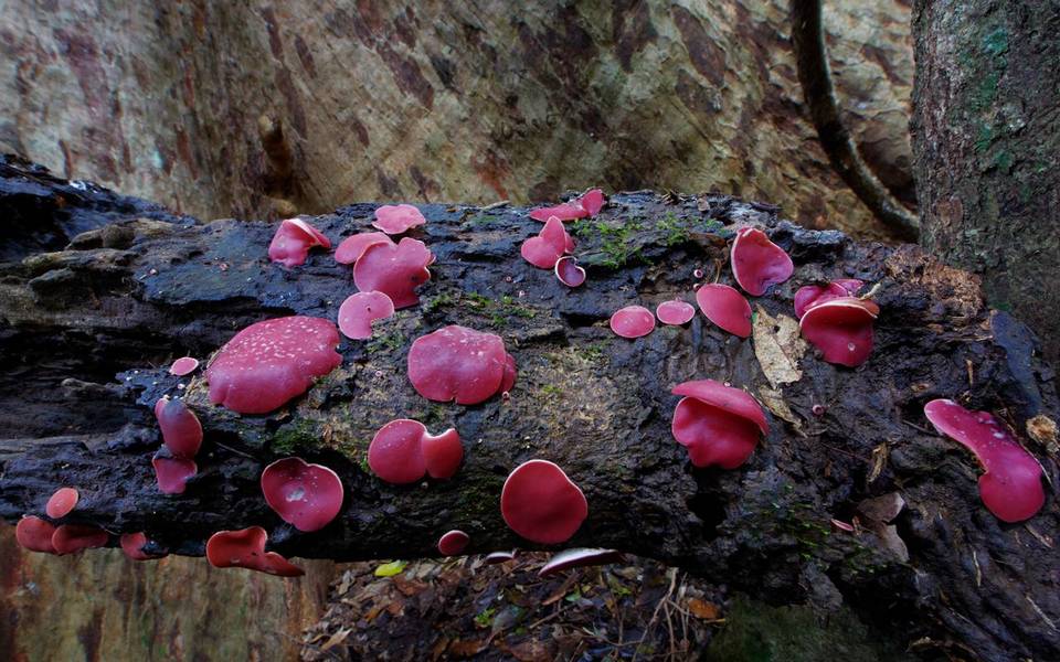 Phillipsia subpurpurea image