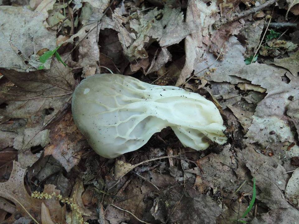 Helvella griseoalba image