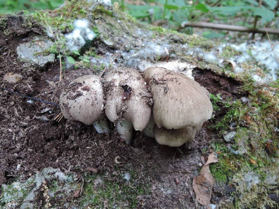Megacollybia rodmani image