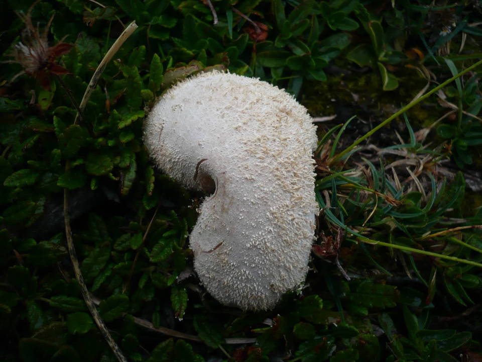Lycoperdon frigidum image