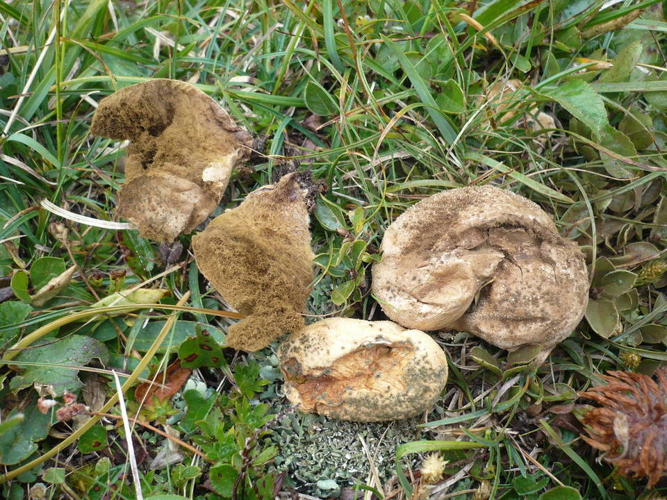 Lycoperdon frigidum image