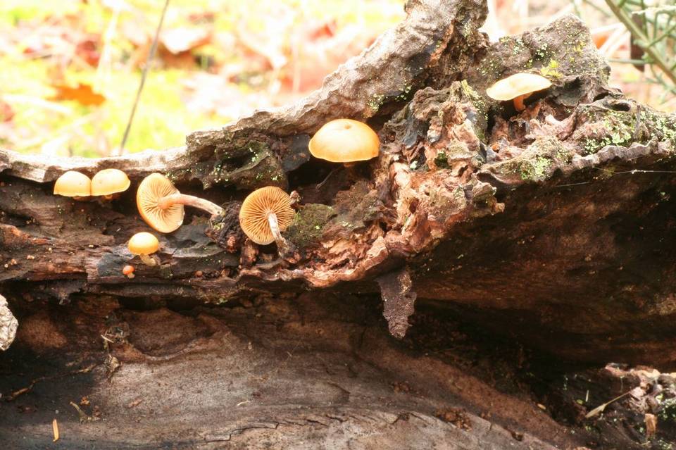 Galerina oregonensis image