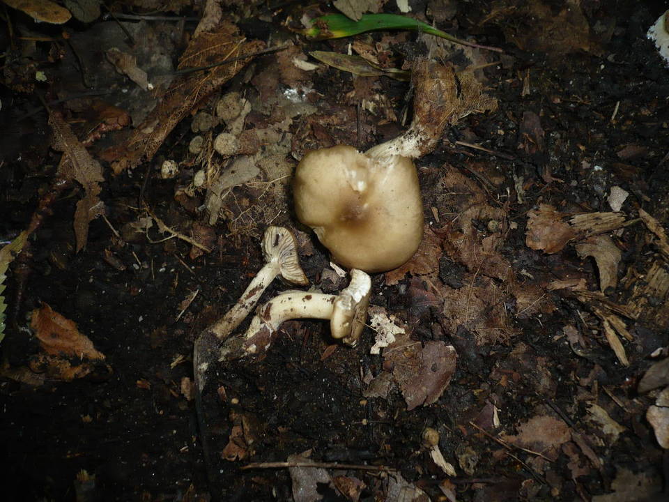 Lyophyllum deliberatum image