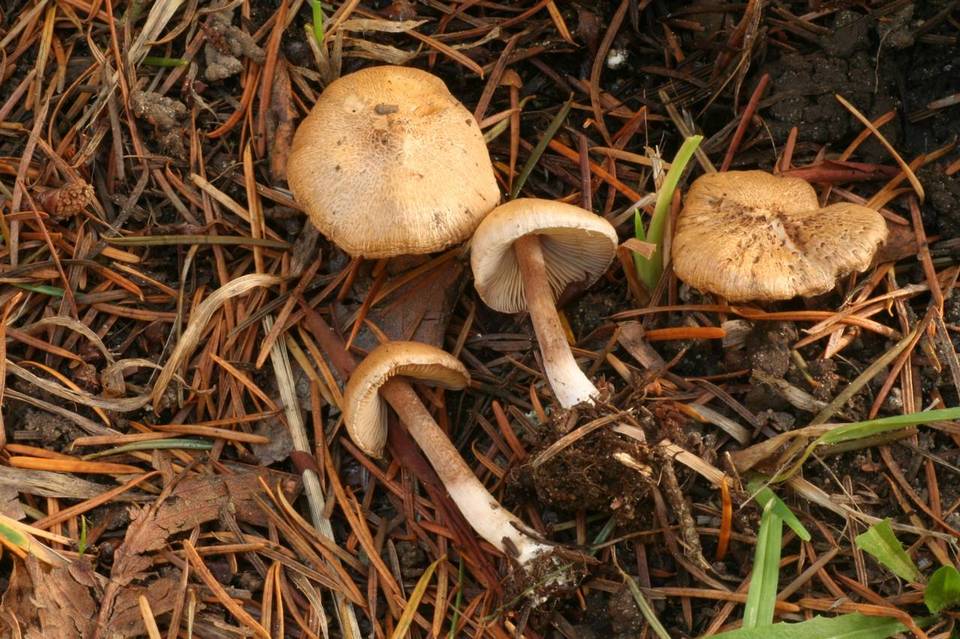 Inocybe hotsoniana image