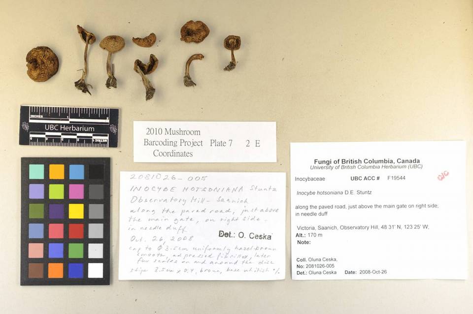 Inocybe hotsoniana image