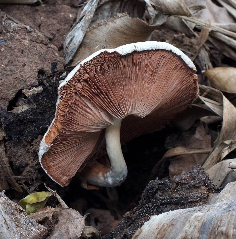 Volvariella volvacea image