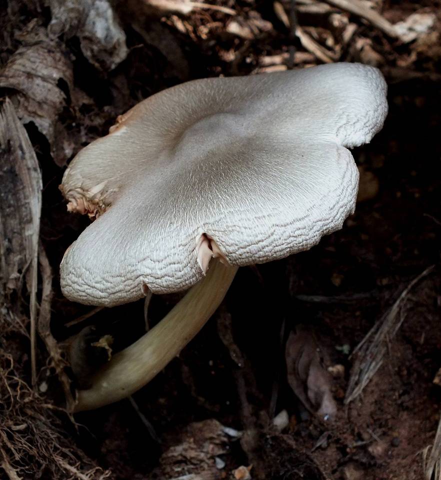 Volvariella volvacea image