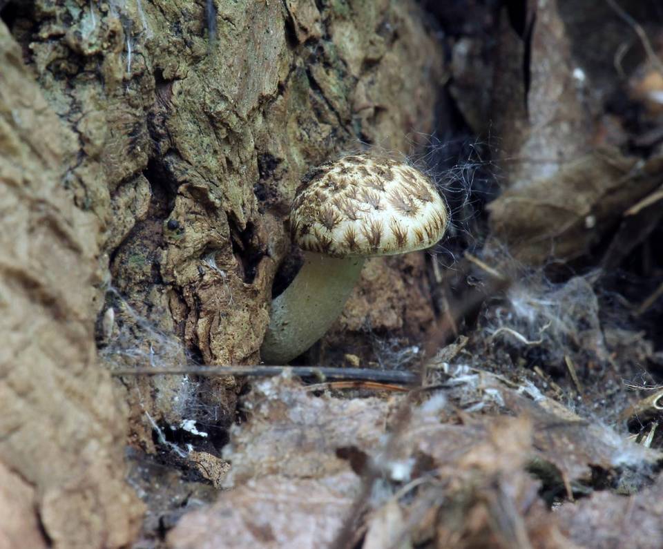 Psathyrella cotonea image