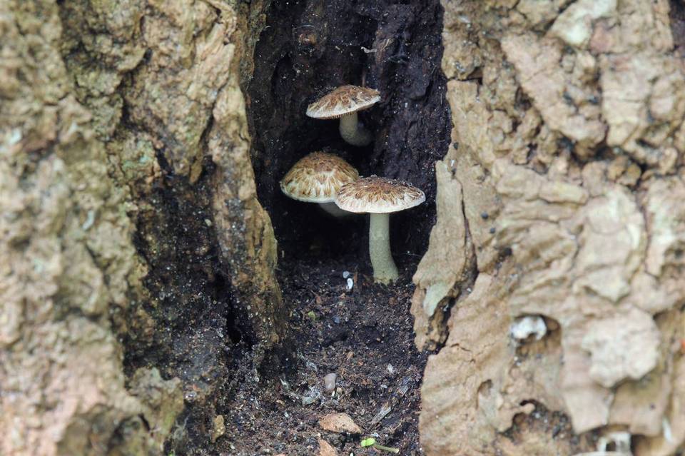 Psathyrella cotonea image