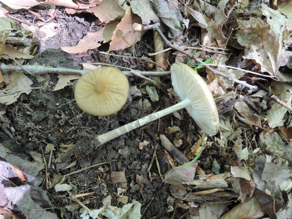Hymenopellis furfuracea image