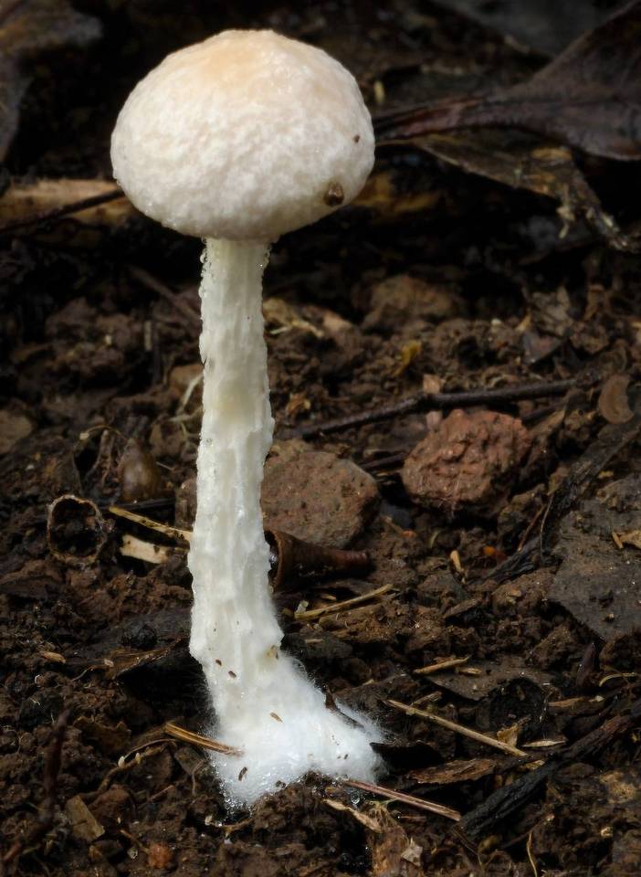 Austroboletus eburneus image