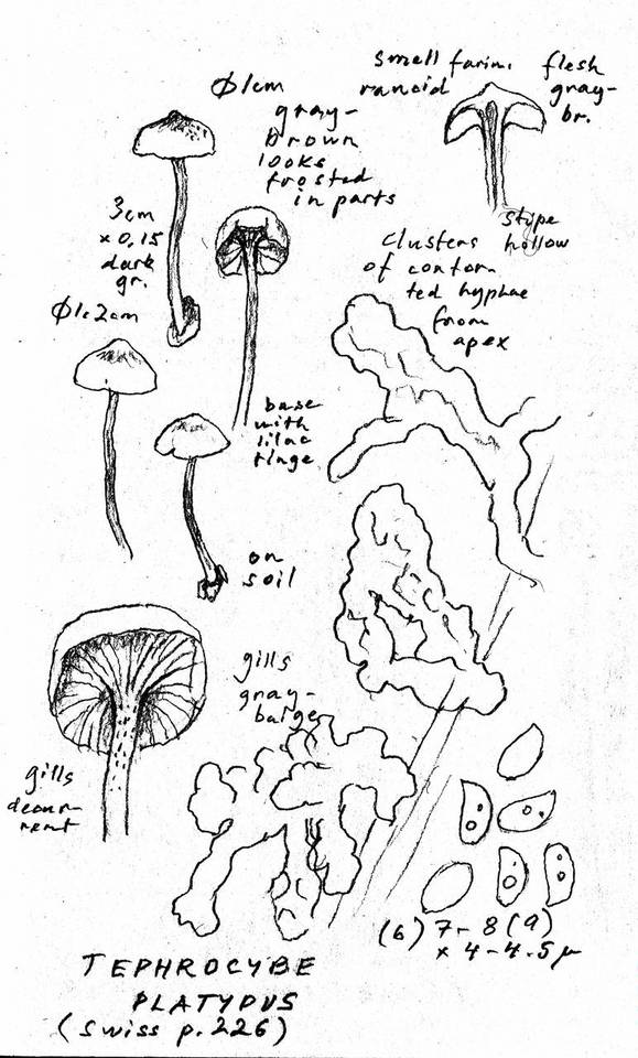 Tephrocybe platypus image