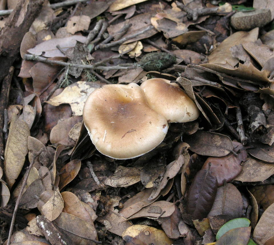 Hygrocybe brunnea image