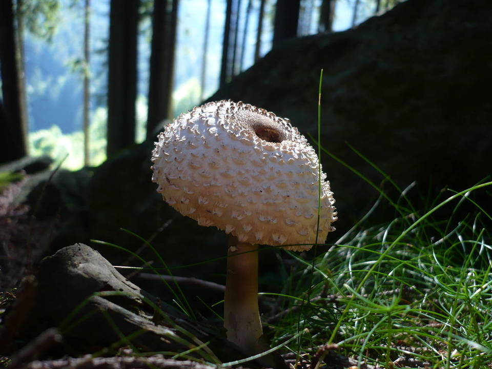 Leucoagaricus nympharum image