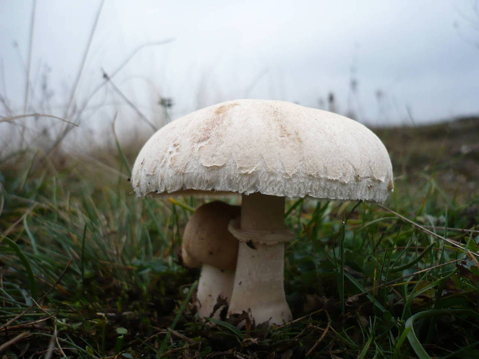Macrolepiota subsquarrosa image