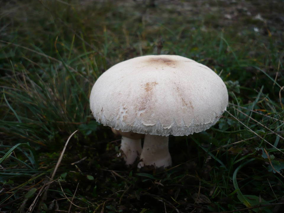 Macrolepiota subsquarrosa image