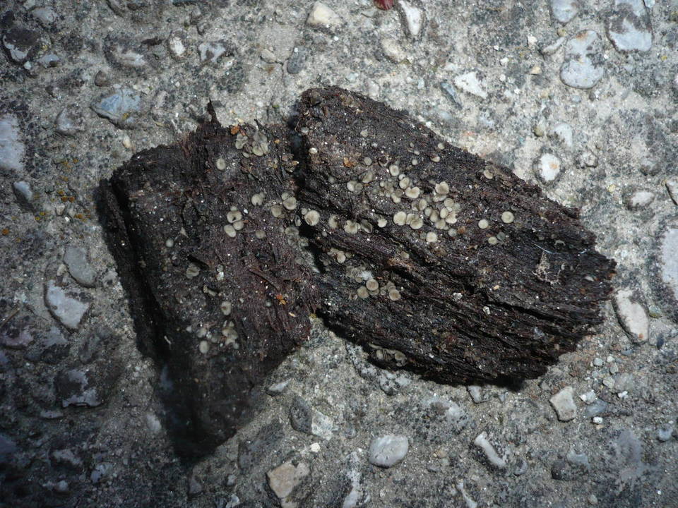 Mollisia lividofusca image