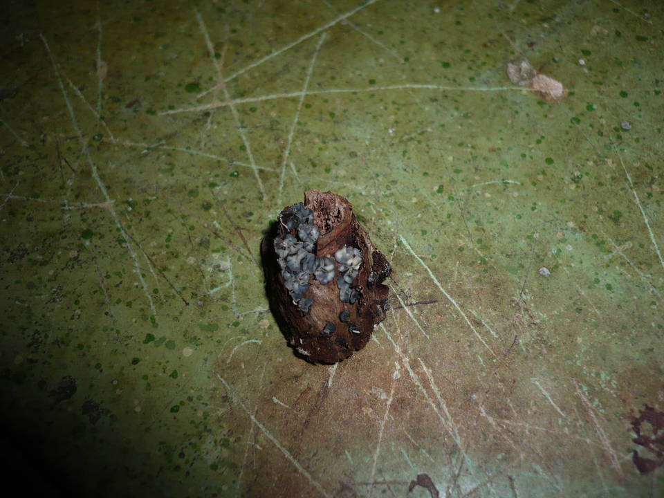 Mollisia melaleuca image