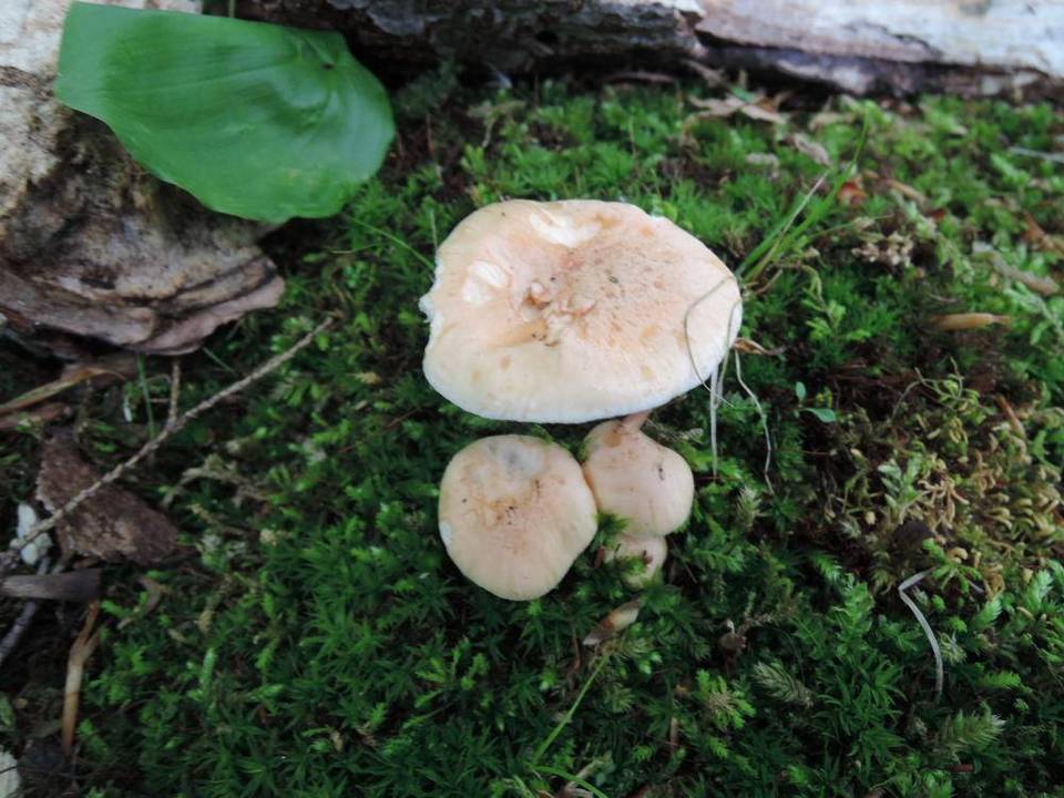 Hygrophorus laurae image