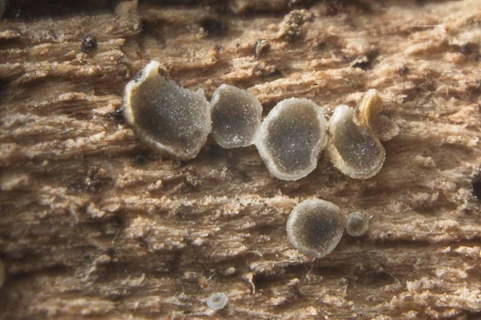 Mollisia benesuada image