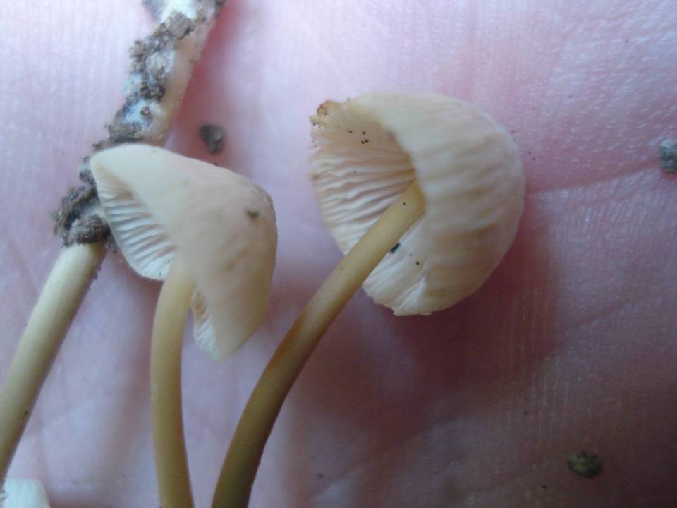 Mycena pseudoinclinata image