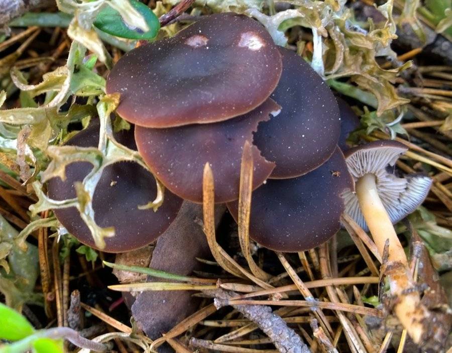 Gymnopus alpinus image